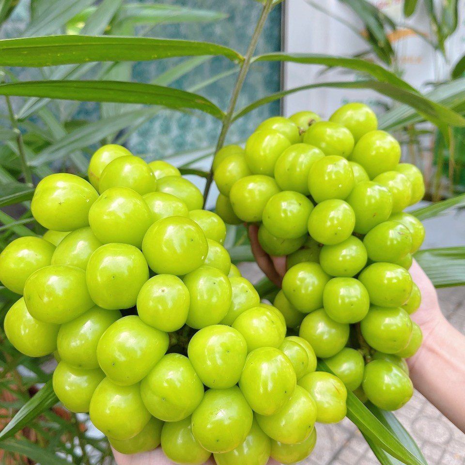 Nho Mẫu Đơn Chùm – KG