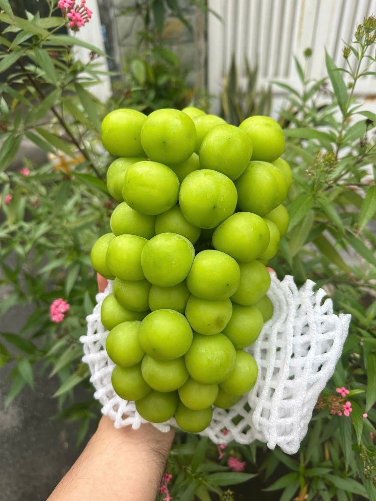 Nho Mẫu Đơn Cao Cấp - Thùng 2 Chùm