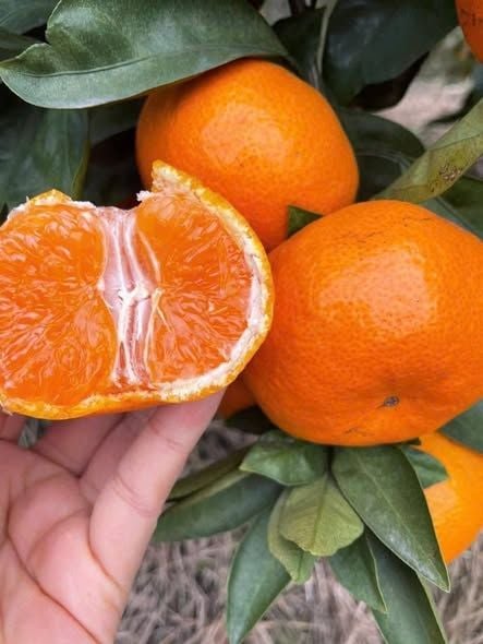 Quýt Thái Cành Tươi – kg