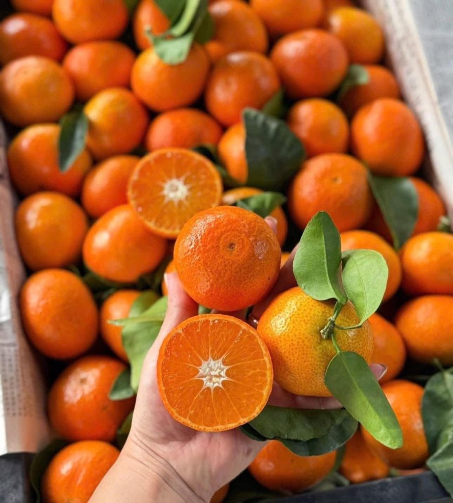 Quýt Thái Cành Tươi – kg