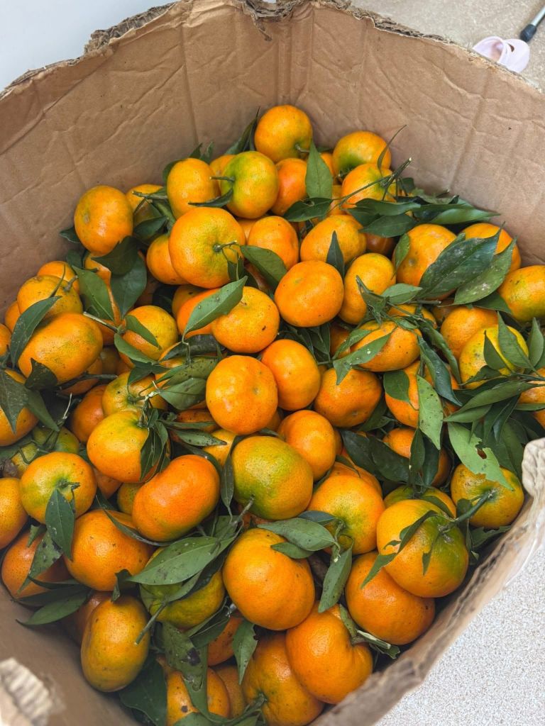 Cam Canh Đường Thơm Ngọt – Kg