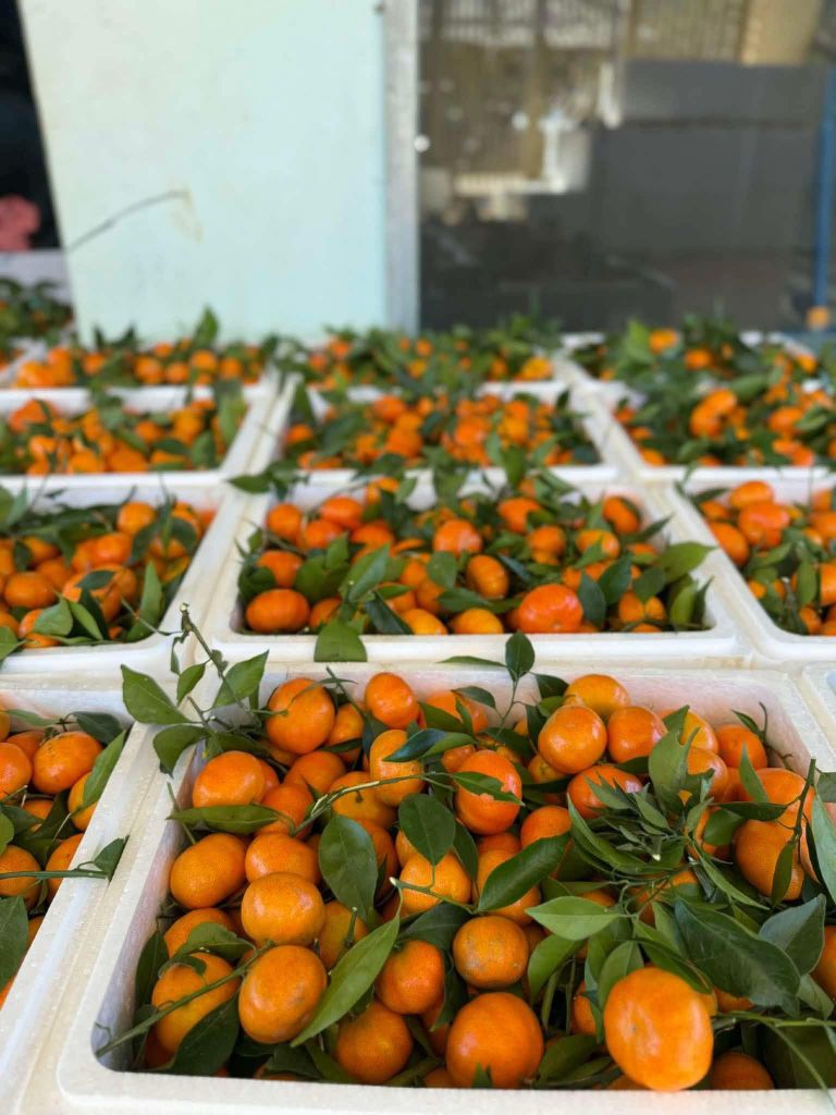 Cam Canh Đường Thơm Ngọt – Kg