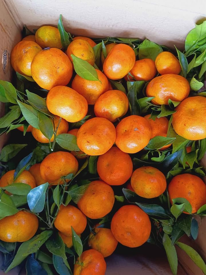 Cam Canh Đường Thơm Ngọt – Kg