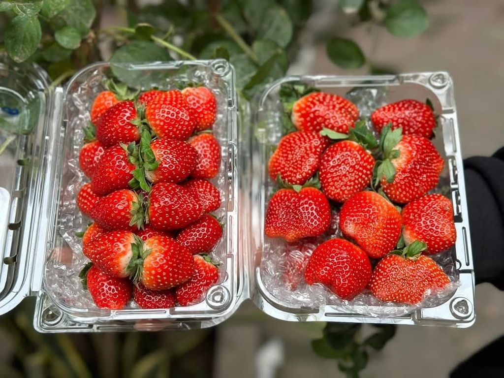 Dâu Mộc Châu Cao Cấp– 500g