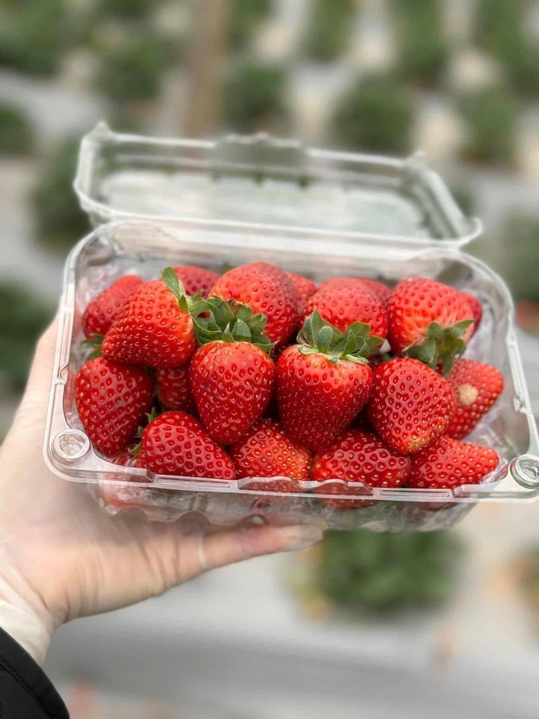 Dâu Mộc Châu Cao Cấp– 500g