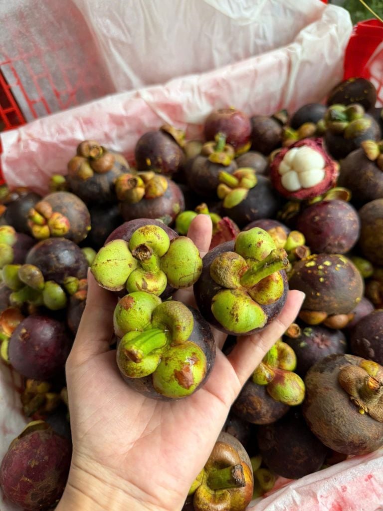 Măng Cụt Thái - 1KG