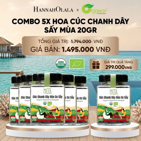  HOA CÚC CHANH DÂY SẤY MÙA 20 GR - DEAL 19 