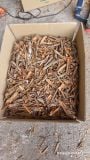 Broken Cassia