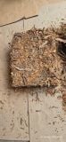 Broken Cassia