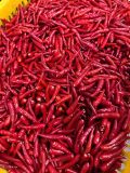 FROZEN RED CHILI