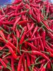 FRESH CHILI