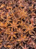 AUTUMN CROP STAR ANISE