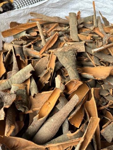 Broken Cassia