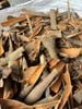 Broken Cassia