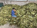 DRIED CASSIA LEAVES