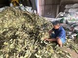 DRIED CASSIA LEAVES