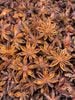 AUTUMN CROP STAR ANISE