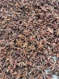 Spring Crop Star Anise