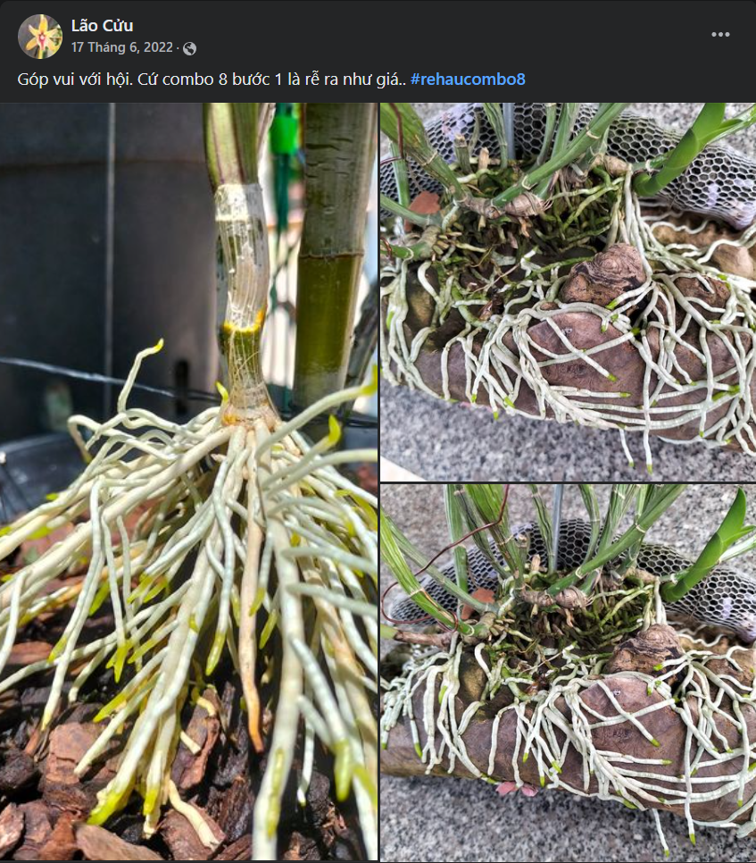 Kích Cây Ra Rễ, Nảy Mầm, To Thân, Dày Lá - Cò Pháp 30 Premium