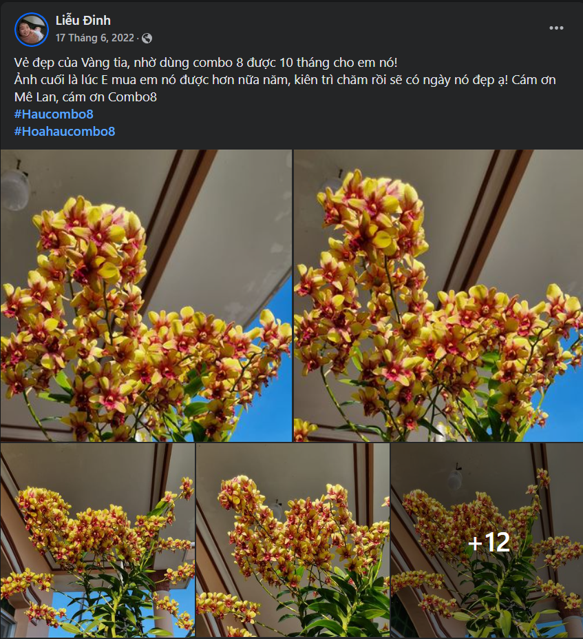 Phục Hồi Cây Nhanh Chóng Với Cò Pháp Nion - Protein Chiết Xuất