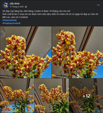 Phục Hồi Cây Nhanh Chóng Với Cò Pháp Nion - Protein Chiết Xuất