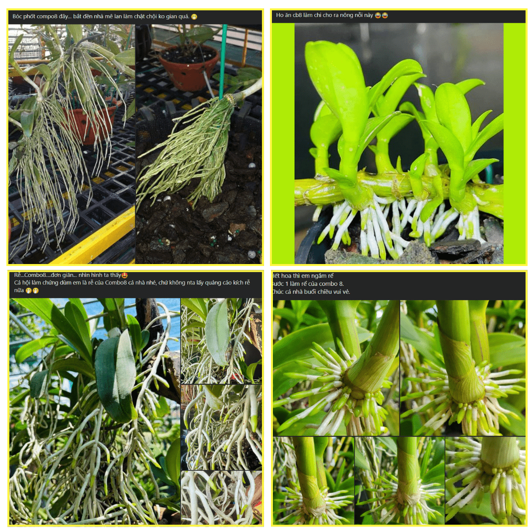 Combo 4 Saitama Viên Tặng 1Kg Viên + 100 Túi lọc - Phân Bón Hữu Cơ Tan Chậm Cho Hoa Lan Và Cây Trồng Cảnh