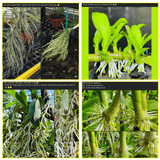 Combo 4 Saitama Viên Tặng 1Kg Viên + 100 Túi lọc - Phân Bón Hữu Cơ Tan Chậm Cho Hoa Lan Và Cây Trồng Cảnh