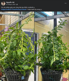 Combo 4 Saitama Viên Tặng 1Kg Viên + 100 Túi lọc - Phân Bón Hữu Cơ Tan Chậm Cho Hoa Lan Và Cây Trồng Cảnh