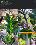 Combo 4 Saitama Viên Tặng 1Kg Viên + 100 Túi lọc - Phân Bón Hữu Cơ Tan Chậm Cho Hoa Lan Và Cây Trồng Cảnh