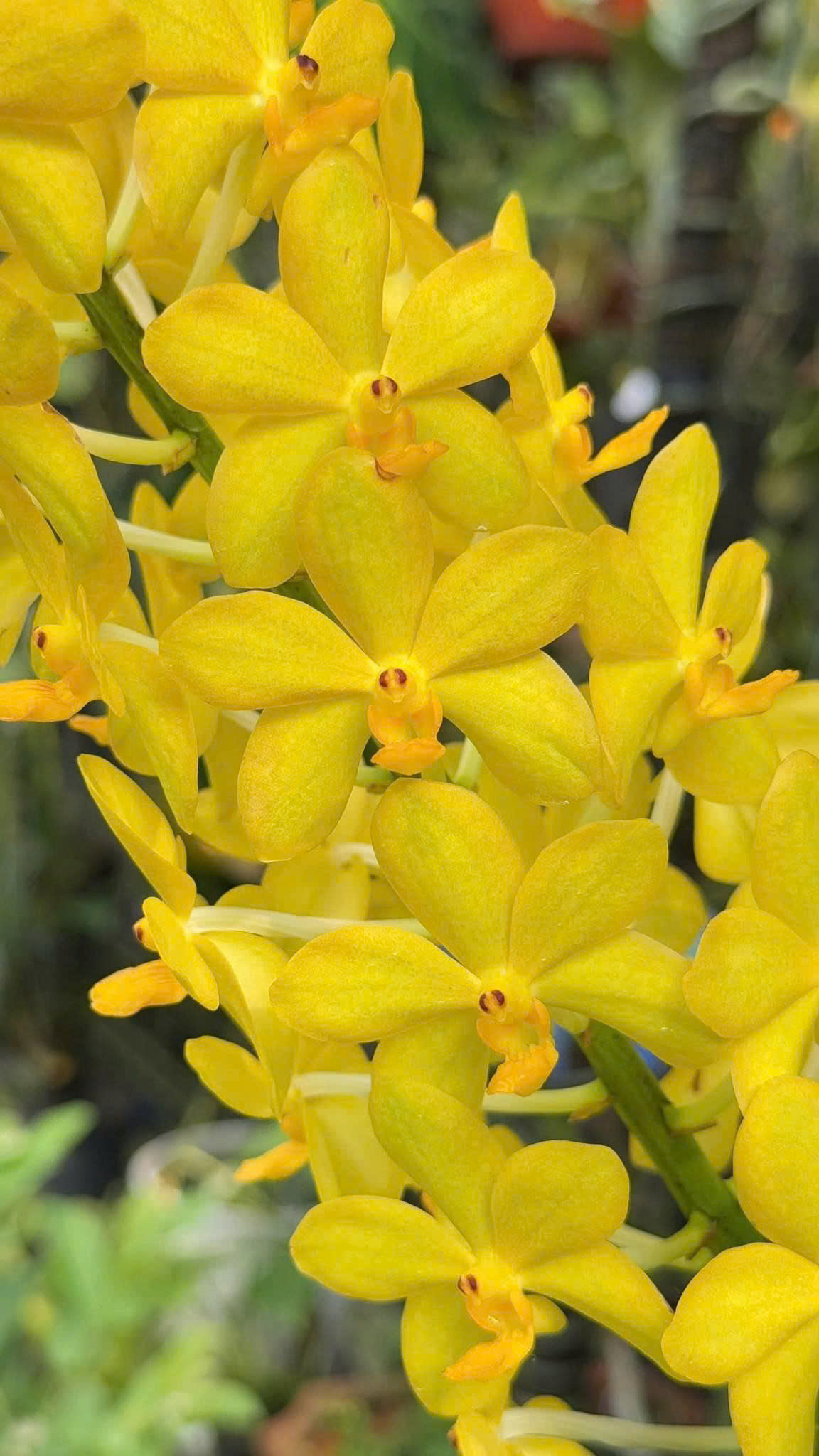 Asco Ong Vàng - Cây Hàng Lá Trưởng Thành, Hương Thơm Dễ Chịu, Chăm Sóc Dễ Dàng, Ra Hoa Quanh Năm Sắc Vàng Rưc Rỡ