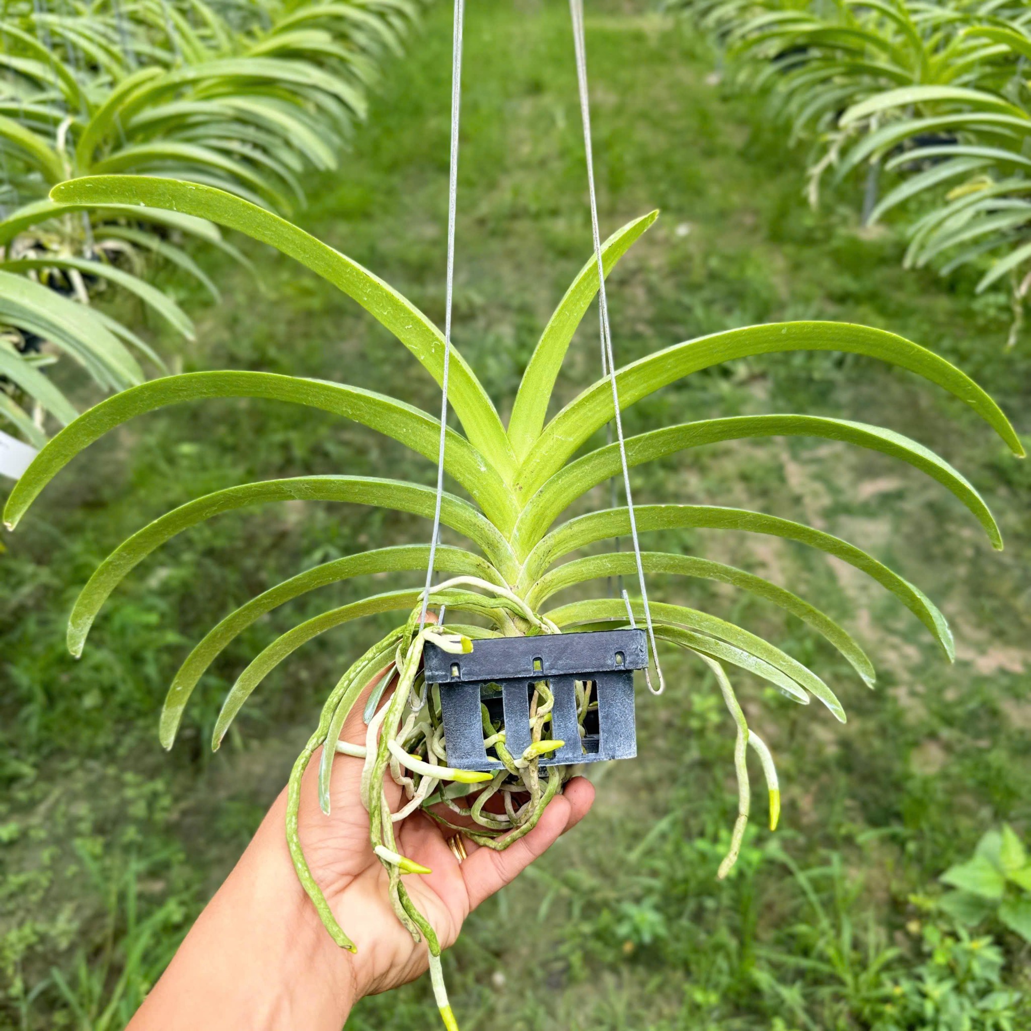 Asco Ong Vàng - Cây Hàng Lá Trưởng Thành, Hương Thơm Dễ Chịu, Chăm Sóc Dễ Dàng, Ra Hoa Quanh Năm Sắc Vàng Rưc Rỡ