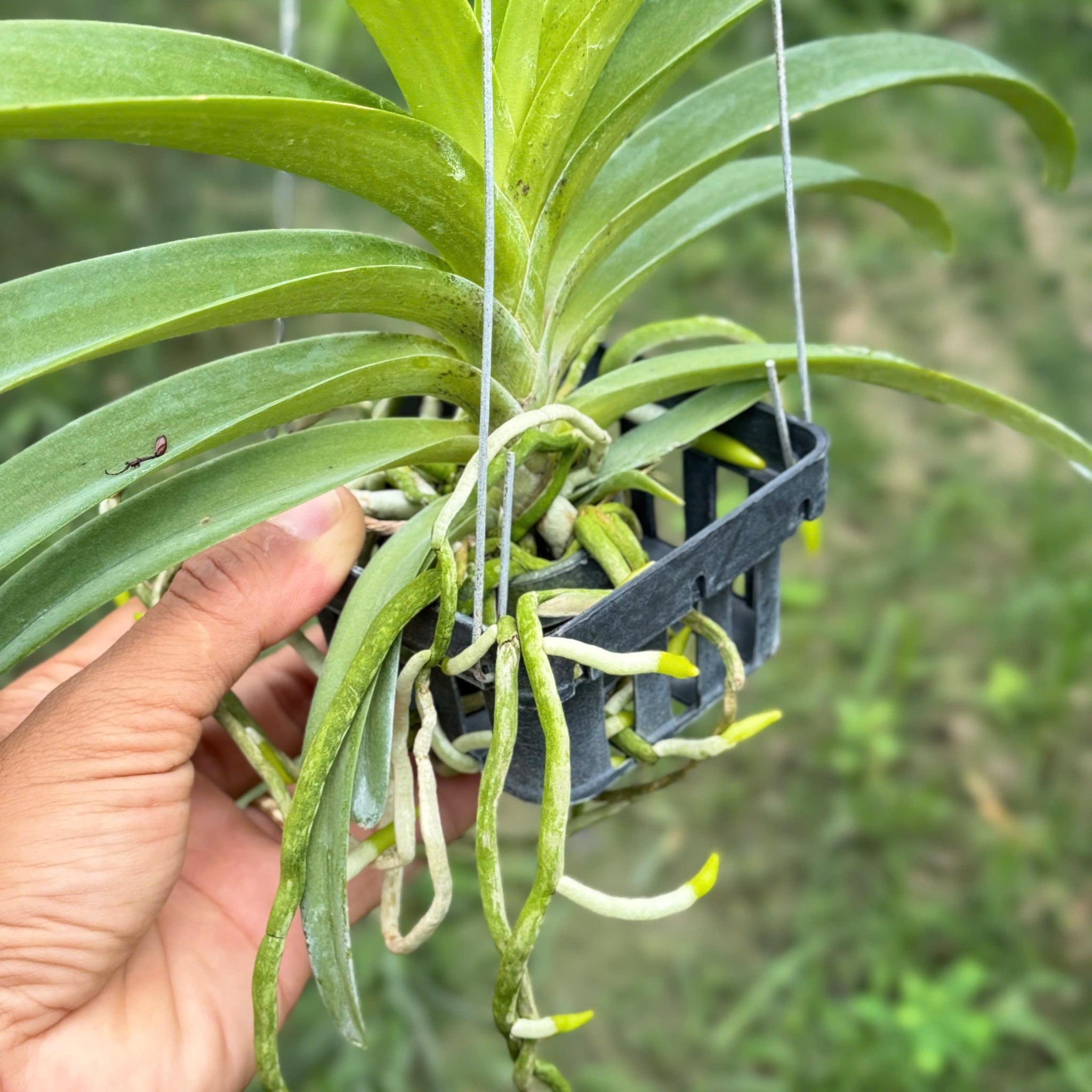 Asco Ong Vàng - Cây Hàng Lá Trưởng Thành, Hương Thơm Dễ Chịu, Chăm Sóc Dễ Dàng, Ra Hoa Quanh Năm Sắc Vàng Rưc Rỡ