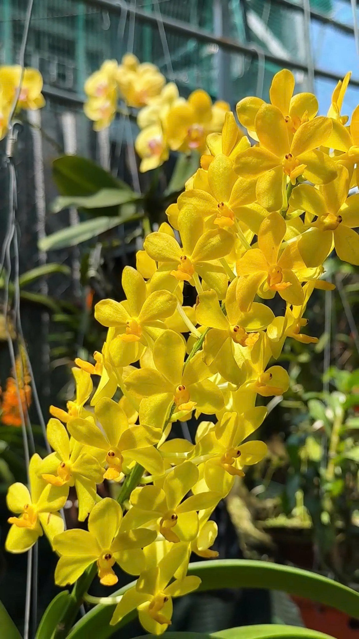 Asco Ong Vàng - Cây Hàng Lá Trưởng Thành, Hương Thơm Dễ Chịu, Chăm Sóc Dễ Dàng, Ra Hoa Quanh Năm Sắc Vàng Rưc Rỡ