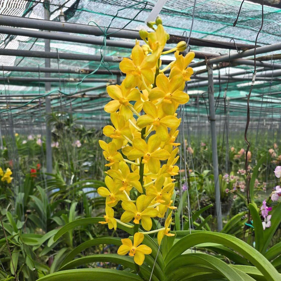 Asco Ong Vàng - Cây Hàng Lá Trưởng Thành, Hương Thơm Dễ Chịu, Chăm Sóc Dễ Dàng, Ra Hoa Quanh Năm Sắc Vàng Rưc Rỡ