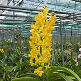 Asco Ong Vàng - Cây Hàng Lá Trưởng Thành, Hương Thơm Dễ Chịu, Chăm Sóc Dễ Dàng, Ra Hoa Quanh Năm Sắc Vàng Rưc Rỡ