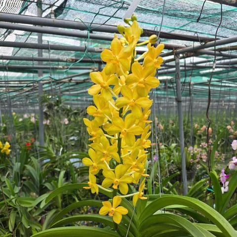 Asco Ong Vàng - Cây Hàng Lá Trưởng Thành, Hương Thơm Dễ Chịu, Chăm Sóc Dễ Dàng, Ra Hoa Quanh Năm Sắc Vàng Rưc Rỡ