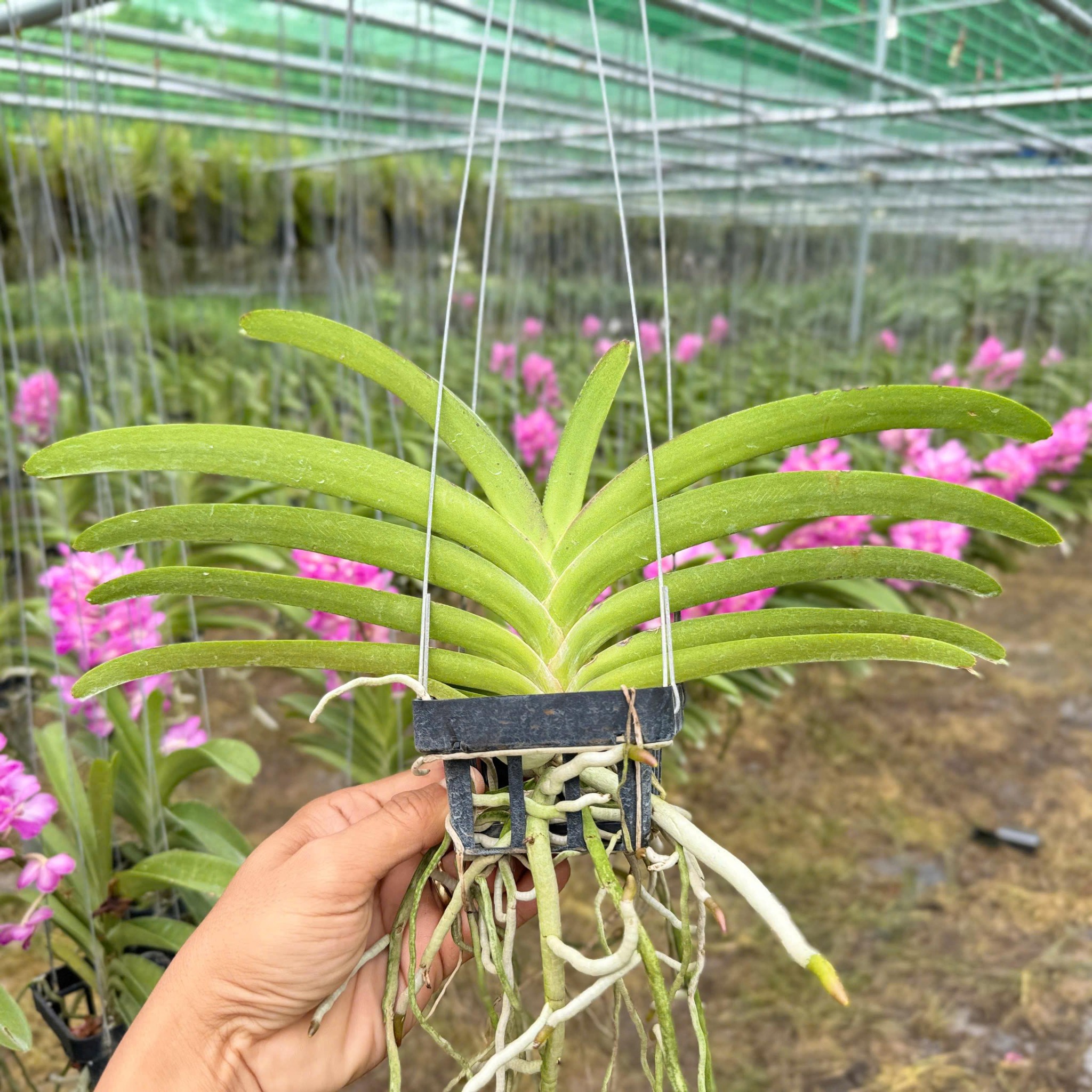 Bangkok Hồng - Hàng Lá, Sắc Hồng Rạng Rỡ và Tươi Thắm, Ra Hoa Quanh Năm và Dễ Chăm, Dễ Trồng