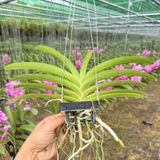 Bangkok Hồng - Hàng Lá, Sắc Hồng Rạng Rỡ và Tươi Thắm, Ra Hoa Quanh Năm và Dễ Chăm, Dễ Trồng