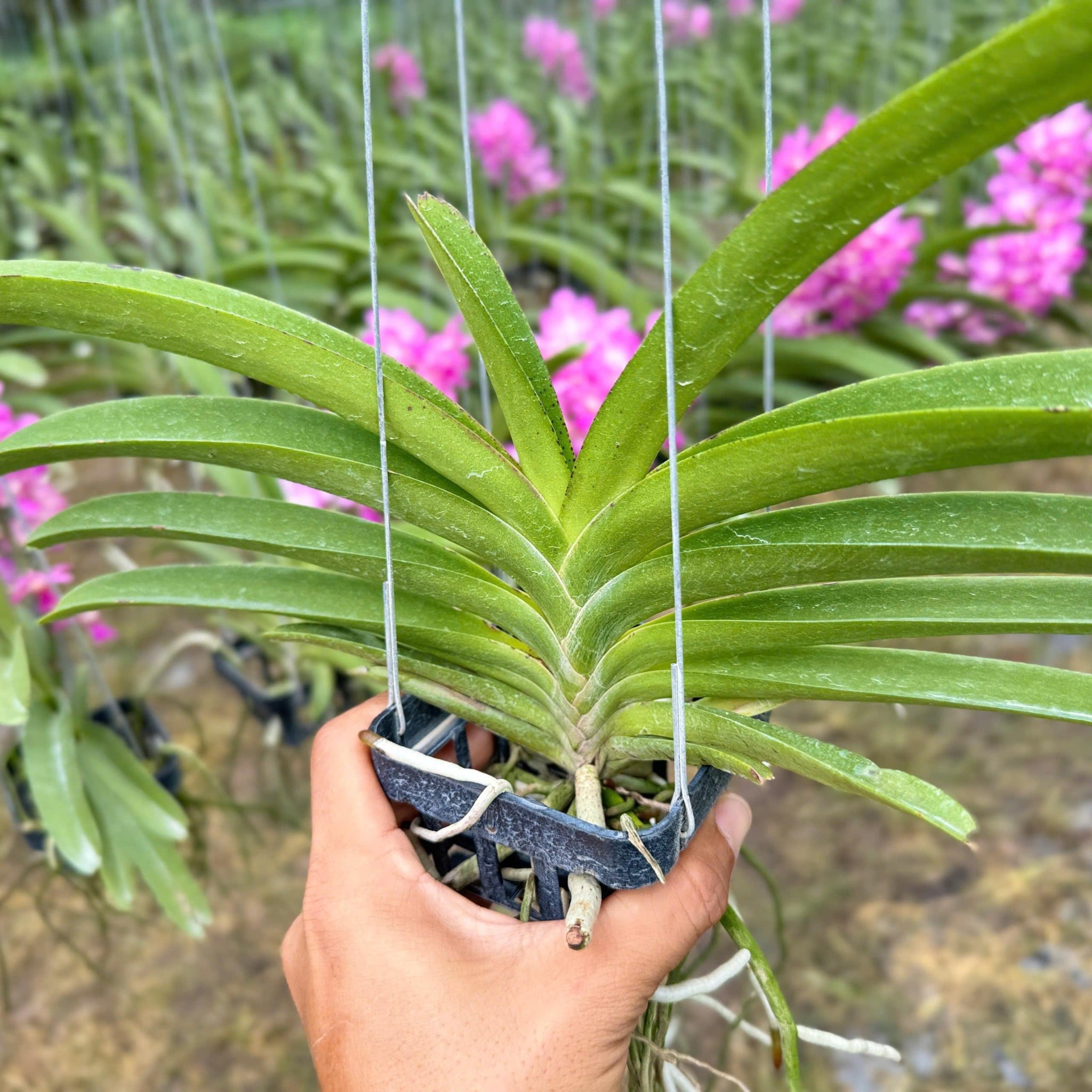 Bangkok Hồng - Hàng Lá, Sắc Hồng Rạng Rỡ và Tươi Thắm, Ra Hoa Quanh Năm và Dễ Chăm, Dễ Trồng