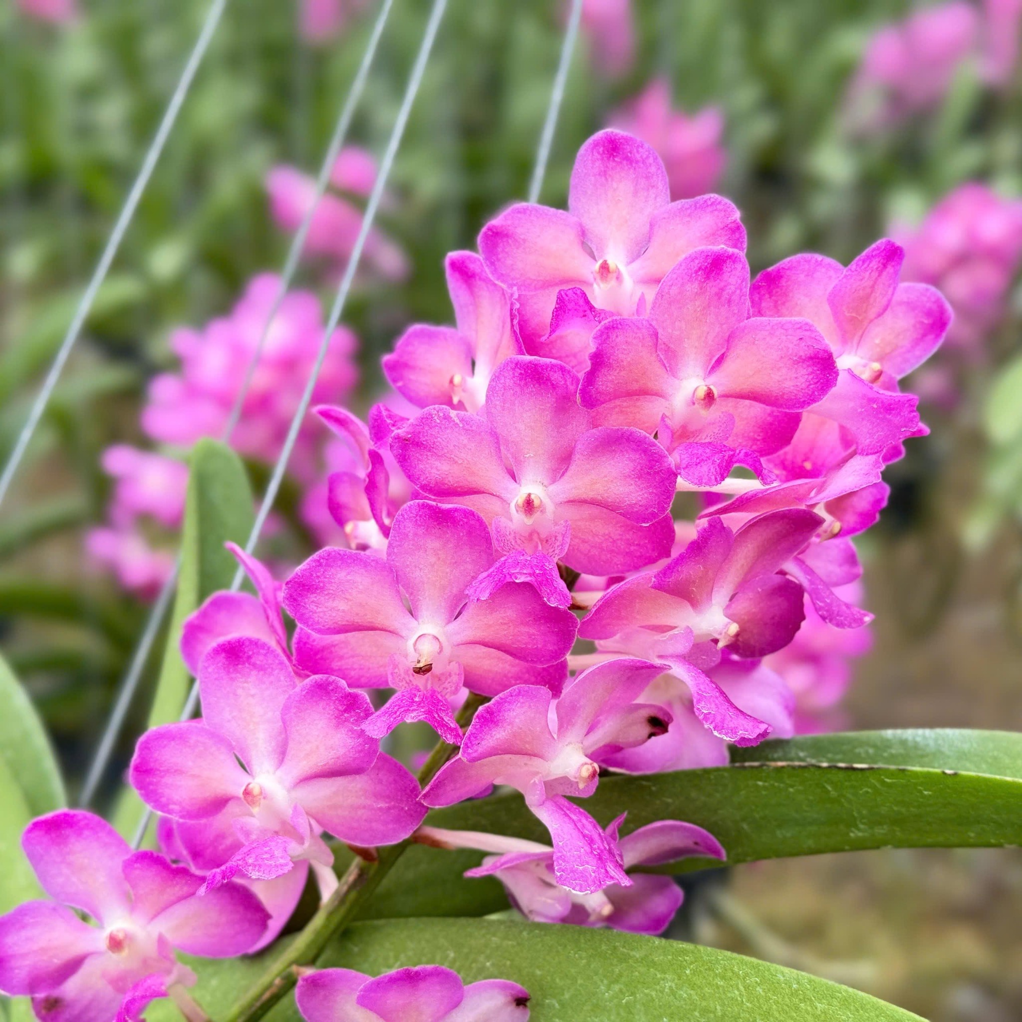 Bangkok Hồng - Hàng Lá, Sắc Hồng Rạng Rỡ và Tươi Thắm, Ra Hoa Quanh Năm và Dễ Chăm, Dễ Trồng