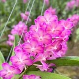 Bangkok Hồng - Hàng Lá, Sắc Hồng Rạng Rỡ và Tươi Thắm, Ra Hoa Quanh Năm và Dễ Chăm, Dễ Trồng