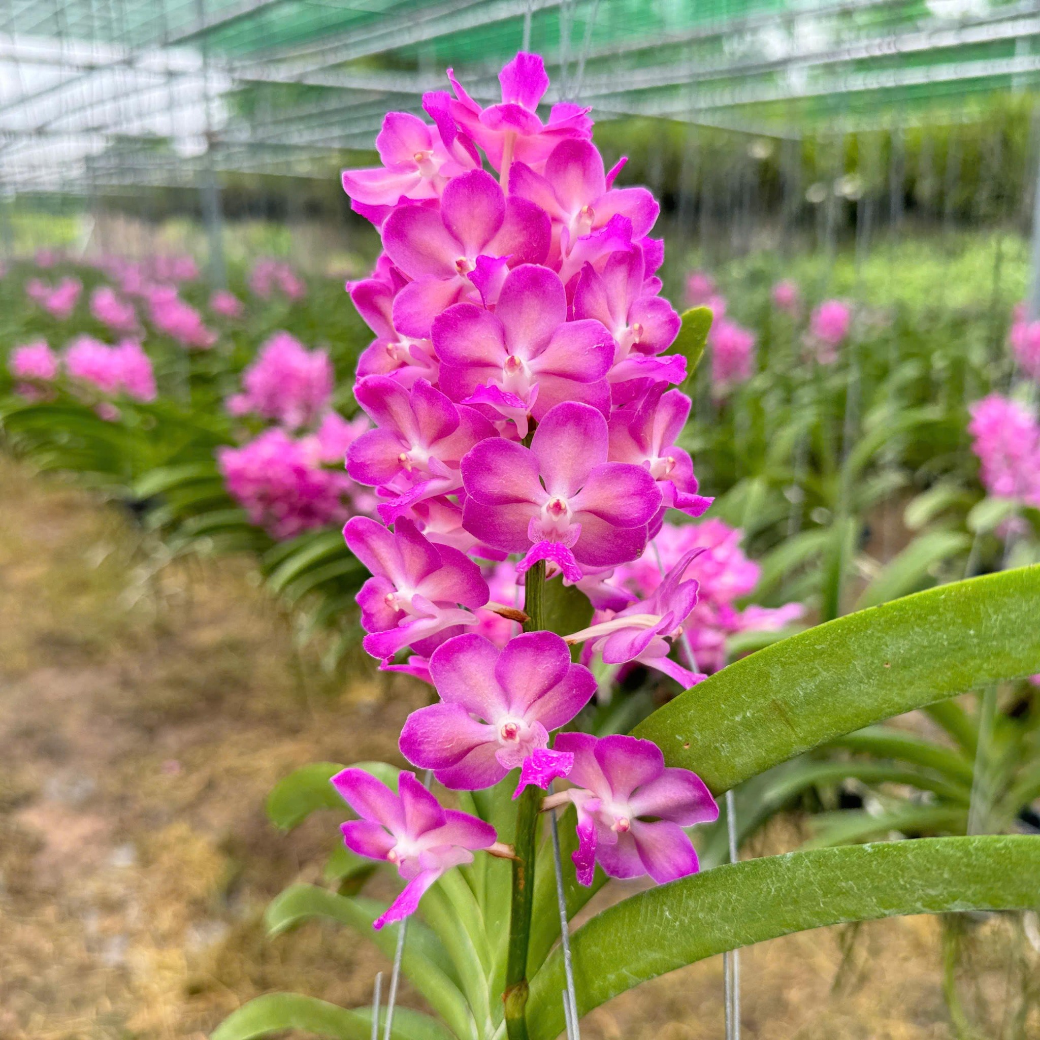 Bangkok Hồng - Hàng Lá, Sắc Hồng Rạng Rỡ và Tươi Thắm, Ra Hoa Quanh Năm và Dễ Chăm, Dễ Trồng