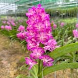 Bangkok Hồng - Hàng Lá, Sắc Hồng Rạng Rỡ và Tươi Thắm, Ra Hoa Quanh Năm và Dễ Chăm, Dễ Trồng