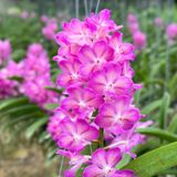 Bangkok Hồng - Hàng Lá, Sắc Hồng Rạng Rỡ và Tươi Thắm, Ra Hoa Quanh Năm và Dễ Chăm, Dễ Trồng