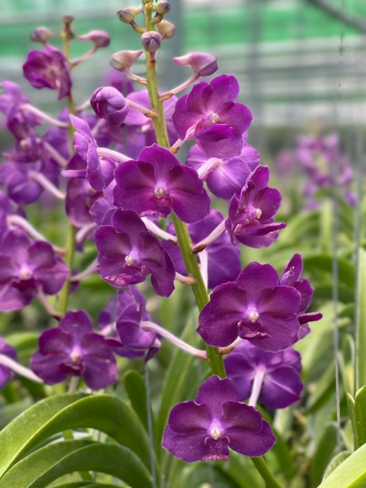 Phong Lan Hải Yến Hoàng Gia - Phong Lan Tím Hoàng Gia Dáng Đẹp Hoa Đậm Màu Chăm Sóc Dễ Dàng Cho Vườn Cây Đẹp và Thơm