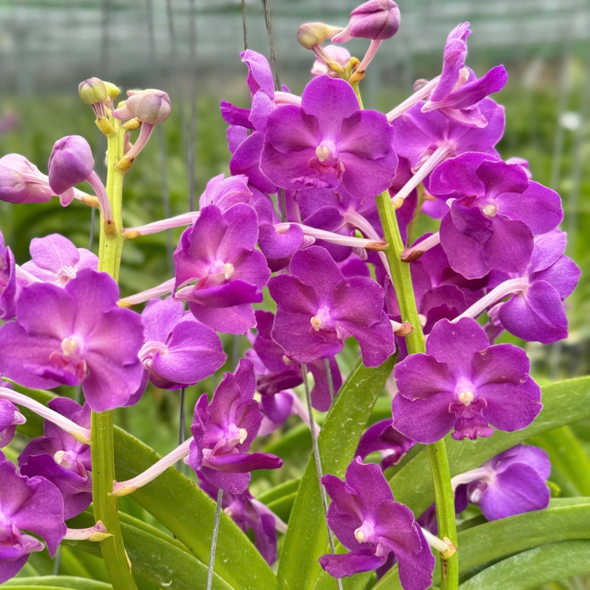 Phong Lan Hải Yến Hoàng Gia - Phong Lan Tím Hoàng Gia Dáng Đẹp Hoa Đậm Màu Chăm Sóc Dễ Dàng Cho Vườn Cây Đẹp và Thơm