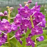 Phong Lan Hải Yến Hoàng Gia - Phong Lan Tím Hoàng Gia Dáng Đẹp Hoa Đậm Màu Chăm Sóc Dễ Dàng Cho Vườn Cây Đẹp và Thơm