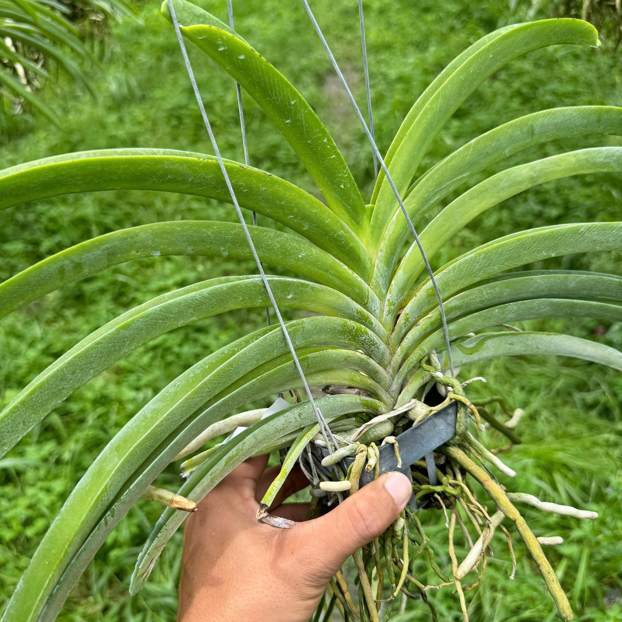 Phong Lan Hải Yến Hoàng Gia - Phong Lan Tím Hoàng Gia Dáng Đẹp Hoa Đậm Màu Chăm Sóc Dễ Dàng Cho Vườn Cây Đẹp và Thơm