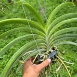 Phong Lan Hải Yến Hoàng Gia - Phong Lan Tím Hoàng Gia Dáng Đẹp Hoa Đậm Màu Chăm Sóc Dễ Dàng Cho Vườn Cây Đẹp và Thơm