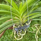 Phong Lan Hải Yến Hoàng Gia - Phong Lan Tím Hoàng Gia Dáng Đẹp Hoa Đậm Màu Chăm Sóc Dễ Dàng Cho Vườn Cây Đẹp và Thơm